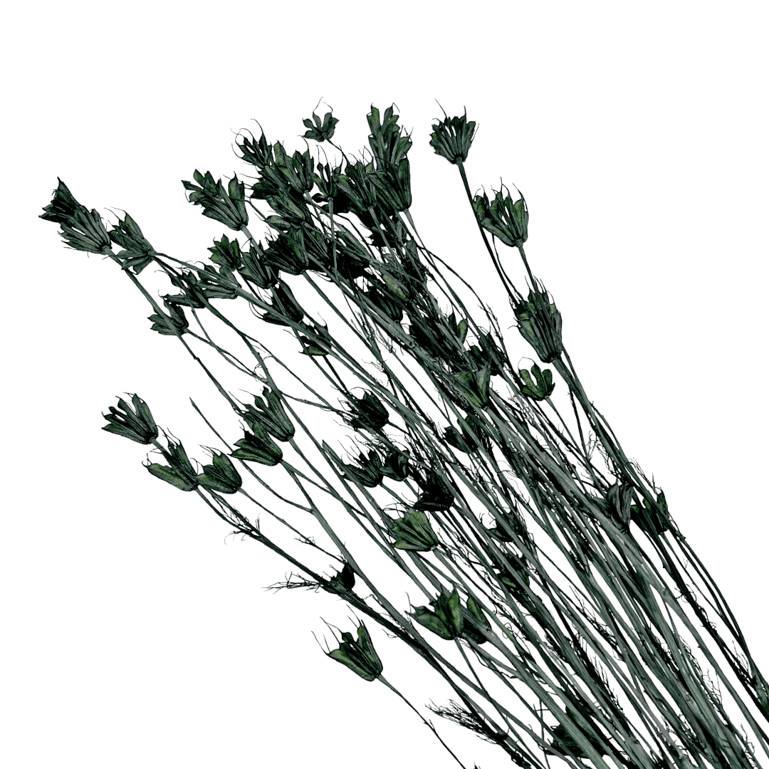 Bergamo Art Bundle of 4 Dried Octagon Flower in Dark Green