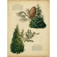 thumbnail image 4 of Unknown 12x14 Black Modern Wood Framed Wall Art Titled - Deodar Cedar and Eastern Red Cedar, 4 of 6
