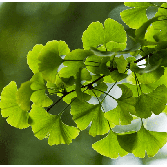 Ginkgo Tree Live for Planting, Maidenhair Tree for Outdoor Garden 6 to 8 Inch Tall in 4 Inch Pot