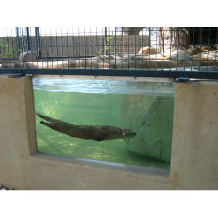 Canvas Print North American River Otter swimming in a tank at Alameda Park Zoo. The Zoo is at the corner of White Stretched Canvas 10 x