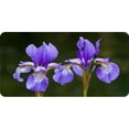 thumbnail image 1 of Iris Flowers Photo License Plate, 1 of 1