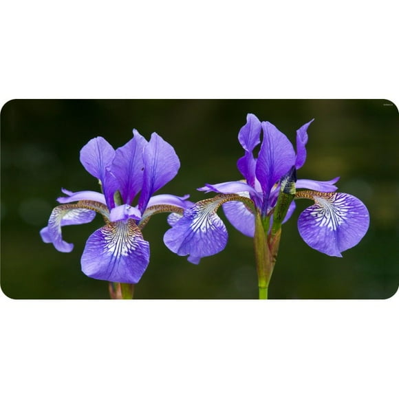 Iris Flowers Photo License Plate