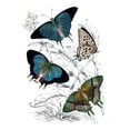 thumbnail image 2 of Piddix 12x14 White Modern Wood Framed Museum Art Print Titled - Butterfly Study I, 2 of 4