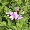 thumbnail image 2 of Citronella Pelargonium Plant Live for Planting, Pelargonium Citronellum Plant for Indoor Outdoor 4 to 6 Inch Tall, 2 of 7