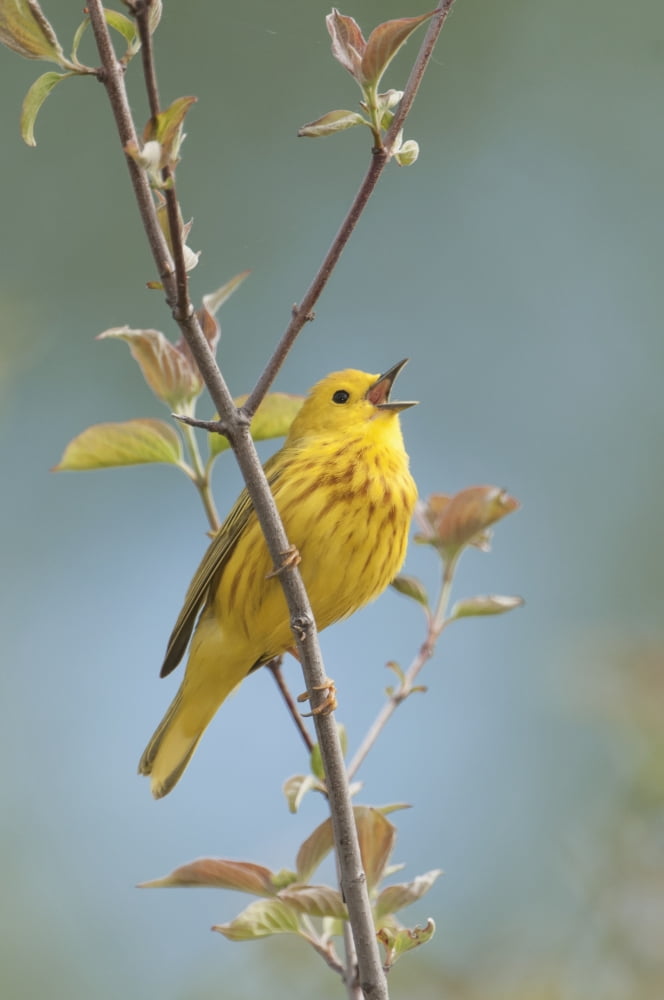 Yellow Warbler (den