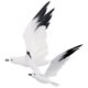thumbnail image 4 of 2 piezas de gaviota artificial de simulación, adorno de gaviota, decoración de modelado de gaviota, 4 of 7