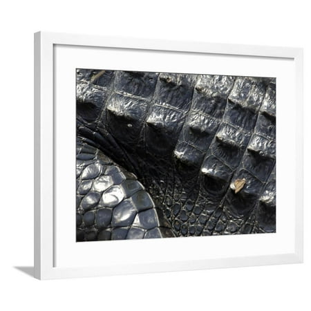 Great Wall Hyde Park Hide of an Alligator, a Threatened Species, Everglades National Park, Florida Framed Print Wall Art ()