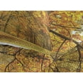 thumbnail image 3 of Ambesonne Scenery Quilted Coverlet 3 Pcs, Fall Pale Maple Trees, King Size, Orange Brown, 3 of 4