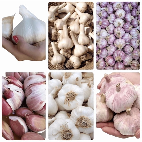 1 Pound Garlic Cloves Various Tubers (Allium sativum) - Mixcolor