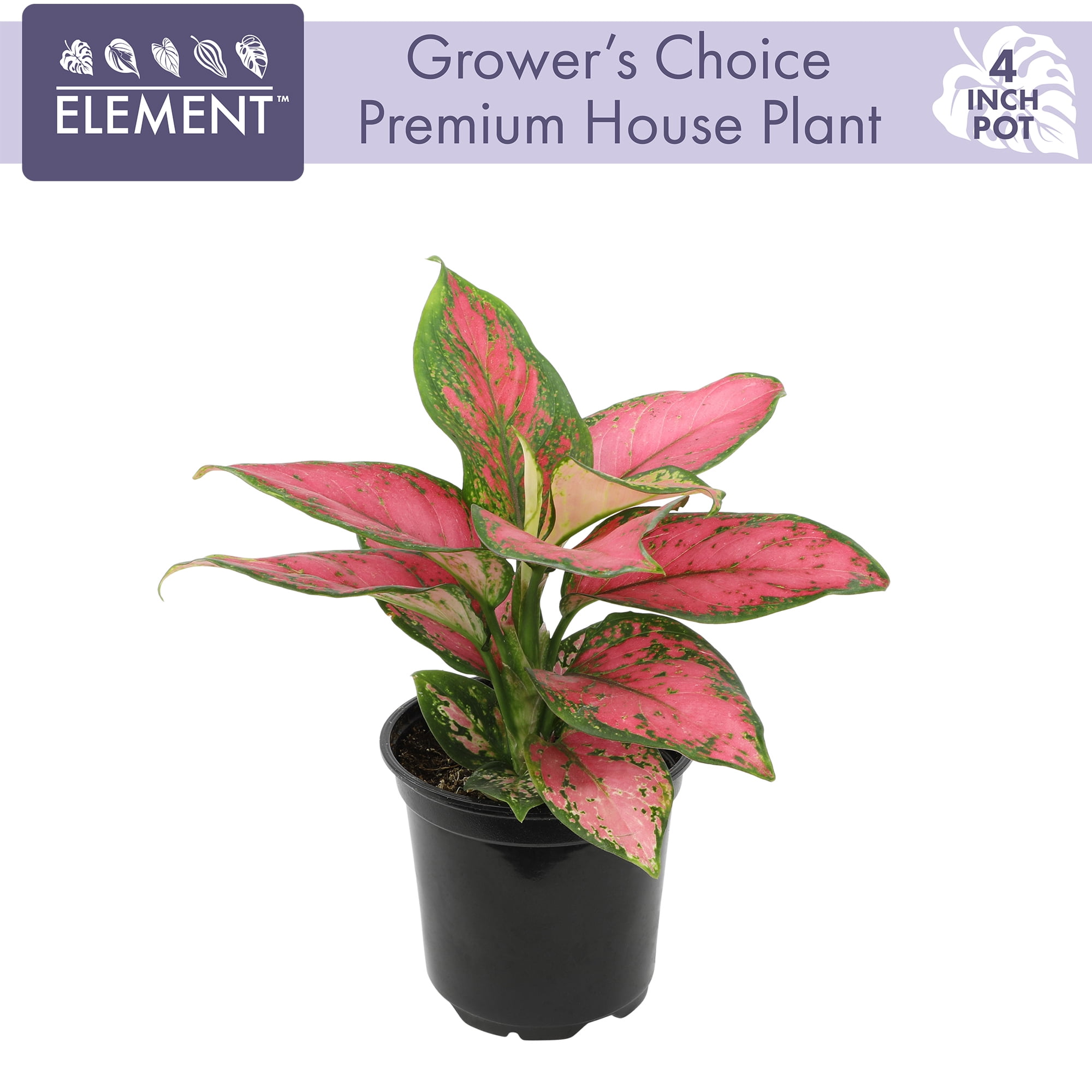 Element Treasures Classic to Premium House Plant in 4.25" Pot, Grower's Choice Selection