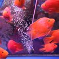 thumbnail image 4 of Cheers 1 Pc Pro Aquarium Fish Tank Air Bubble Stone Hydroponic Oxygen Aerator Diffuser, 4 of 4