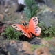 thumbnail image 2 of Figura de insecto NikouMX, 12 piezas de mariposas, regalos de fiesta de animales, figura de Modelo de mariposa hecha a mano, 2 of 7