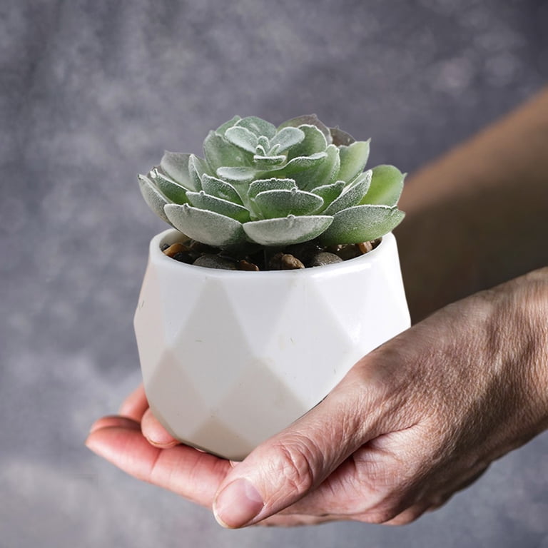 Kraoden Mini Artificial Succulent Plants in Plastic Pots for Indoor Office  Decor, Perfect Faux Plants for Home, Bathroom, Bedroom, and Unique Gift ...