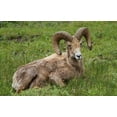 thumbnail image 2 of Galloimages Online 14x10 White Modern Wood Framed Museum Art Print Titled - Big Horn Ram Yellowstone, 2 of 4