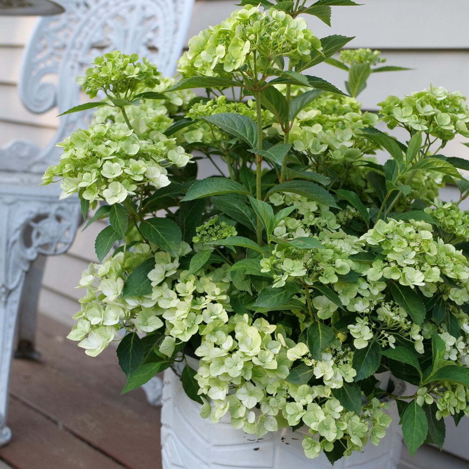 Proven Winners ColorChoice 5" Fairytrail Green Cascade Hydrangea Live Plant in 4.5" Pot (4 Count)