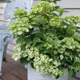 thumbnail image 6 of Proven Winners ColorChoice 6" Fairytrail Green Cascade Hydrangea Live Plant in 7.5" Pot, 6 of 7