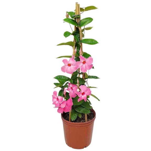 Tropical Plants of Florida 36" Pink Mandevilla Plant on a Starter Trellis; Vine Plant, Large Pink Blooms, Growers Planter