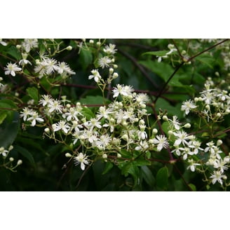 Yaku Princess Rhododendron - Very Hardy - Spectacular - 2.5" Pot -  Walmart.com