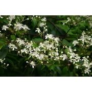 Clematis virginiana - Fall Blooming Love Vine - 2.5" Pot - Very Hard Vine