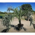 thumbnail image 2 of Seashore Palm - 3 Live Plants in 4 Inch Pots - Allagoptera Arenaria - Extremely Rare Ornamental Palms of Florida, 2 of 5