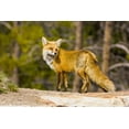 thumbnail image 2 of Lord, Fred 32x23 Gold Ornate Wood Framed with Double Matting Museum Art Print Titled - Colorado, Breckenridge Portrait of red fox, 2 of 4
