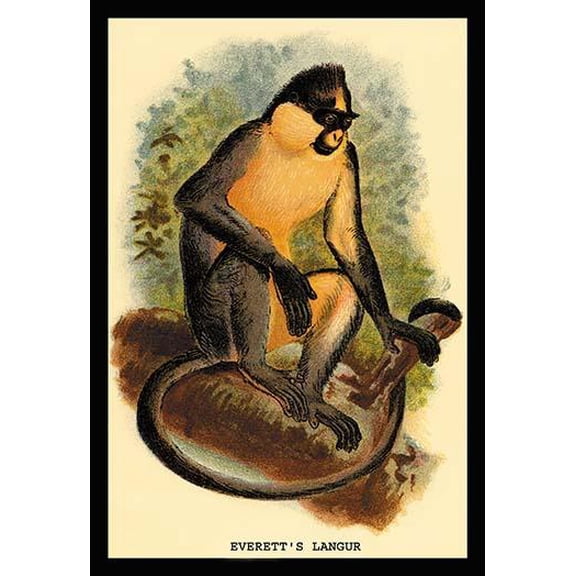 Everett's Langur- Fine Art Canvas Print (20" x 30")