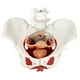 thumbnail image 4 of Modelo de pelvis femenina Benilev con músculos del suelo pélvico 1:1, 4 of 7
