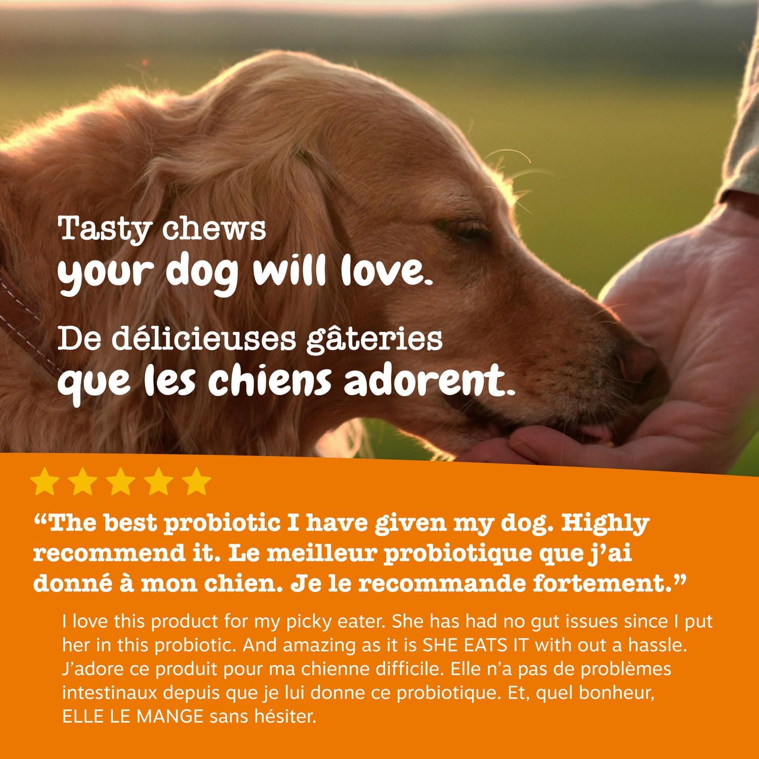 Zesty Paws Probiotic Soft Chews, Gut Flora & Digestive Supplement for Dogs, Pumpkin Flavour, 60-pk, 60 Chews