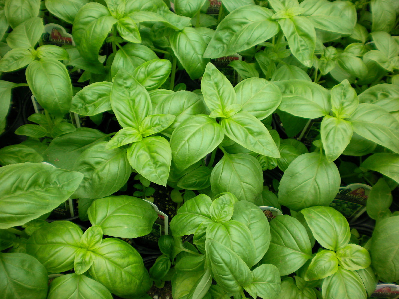 Basil Sweet Genovese Herb Plants 3 x Full Plants in Pots