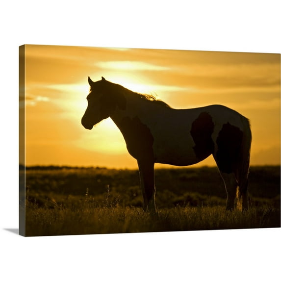 Great BIG Canvas | "Feral Horse in grass at sunset, sagebrush country east of Cody, Wyoming" Canvas Wall Art - 36x24