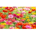 thumbnail image 3 of 150 DWARF THUMBELINA ZINNIA Elegans Mixed Colors Flower Seeds, 3 of 6