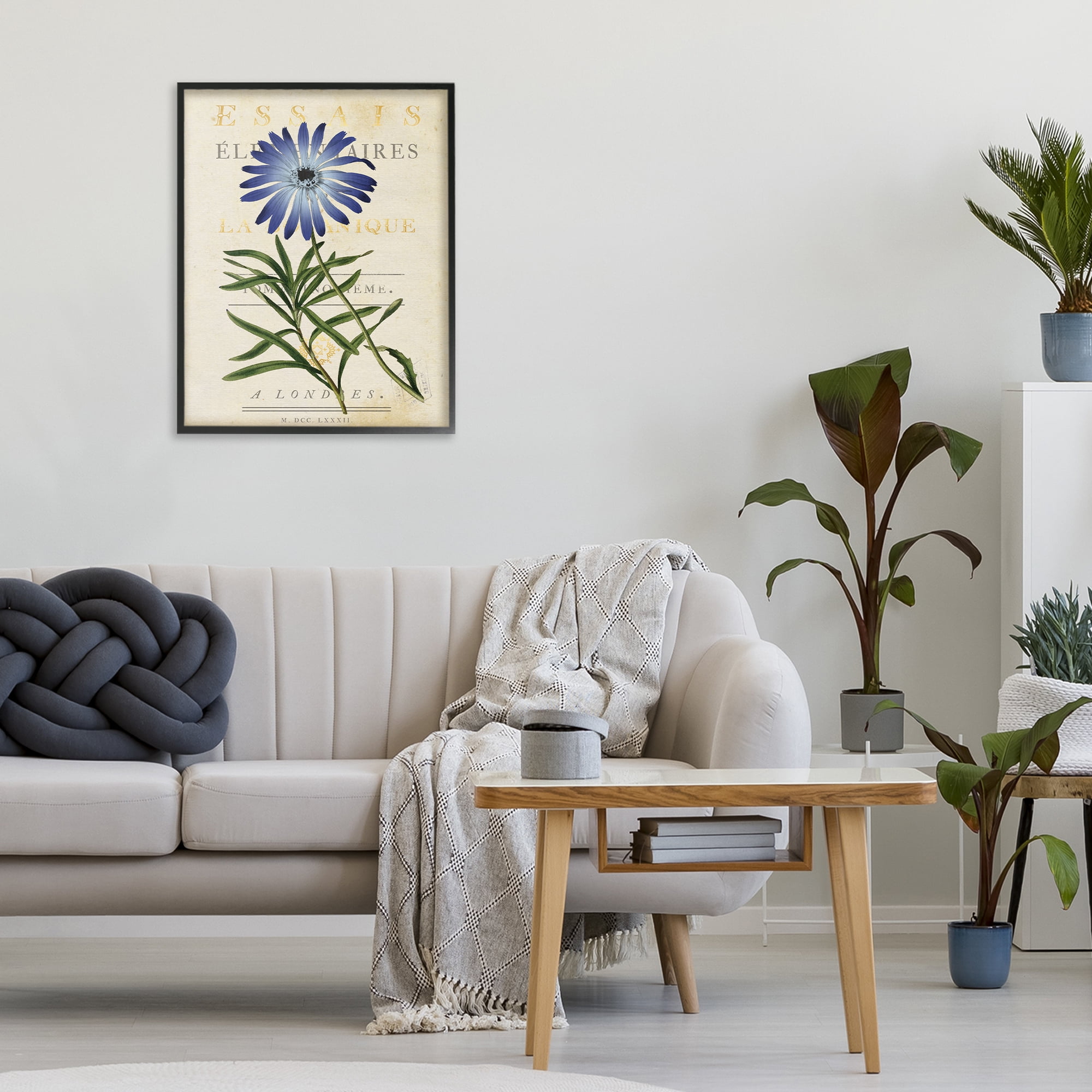 Stupell Industries Natural Botany Daisy Black Framed Giclee Art, design by Susan Arnot