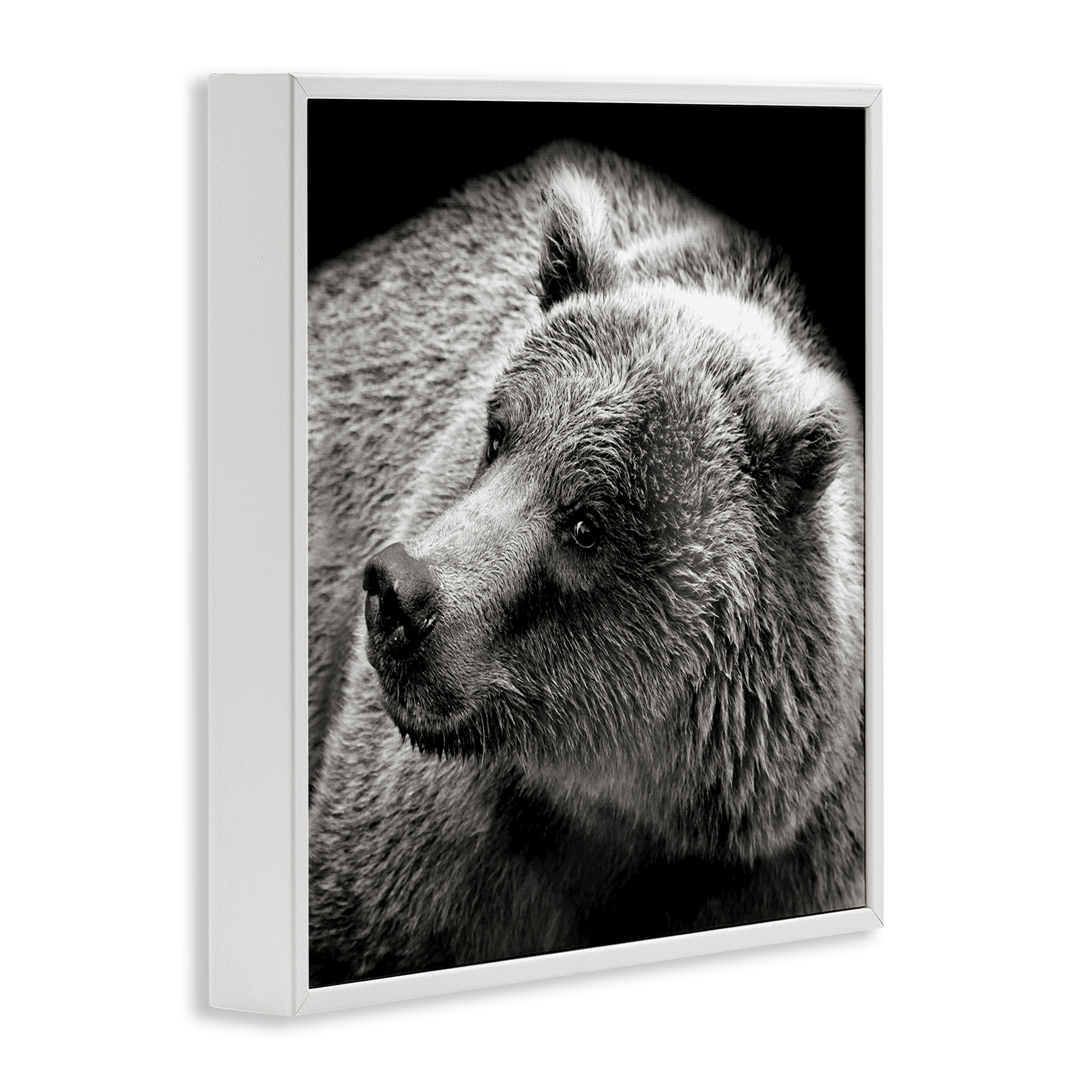 Stupell Industries Bear Looking Left Animals & Insects Photography White Framed Art Print Wall Art, 12 x 12