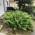 thumbnail image 5 of 1 PCS 23" Ferns, Realistic Large Artificial Bush Plants, 1 Artificial Boston Ferns with 24 Fronds for Outdoors Planter Indoor Home Garden Porch Decor, 5 of 9