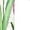 White, variant on Loose Beach Ankle Pants for Women Floral Print Fashion 2025 Summer Casual Plus Size Capris Trousers with Tulip Hem
