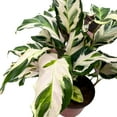 thumbnail image 5 of Calathea Stella, 6 inch, Beautiful White Variegated House Plant Lietzei Fusion White, 5 of 9