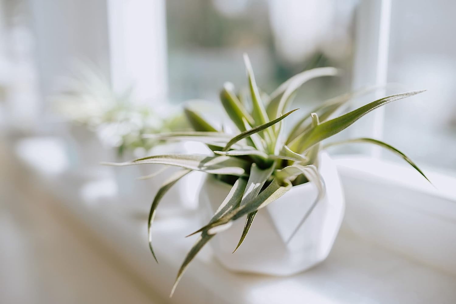 Air Plant Shop White Geometric Holder Sets of 3 with Mixed Air Plants- Wholesale and Bulk - Succulents - Live Tillandsia - Easy Care Indoor and Outdoor House Plants