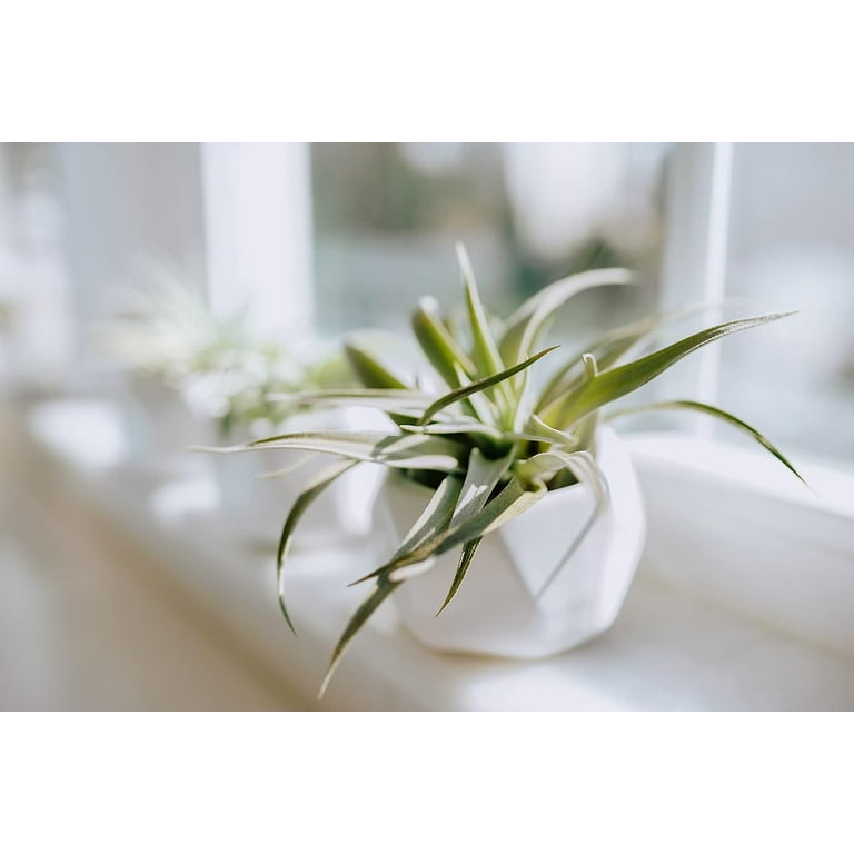 Air Plant Shop White Geometric Holder Sets of 3 with Mixed Air Plants- Wholesale and Bulk - Succulents - Live Tillandsia - Easy Care Indoor and