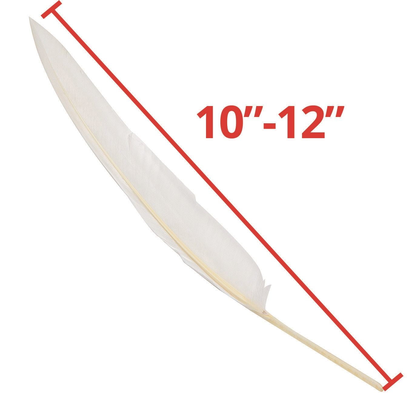 Color Splash!® Long Quill Feathers, White