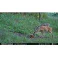 thumbnail image 5 of Ani-Logics Outdoors Crush Apple Whitetail Deer Attractant 20 lb Block, 5 of 5