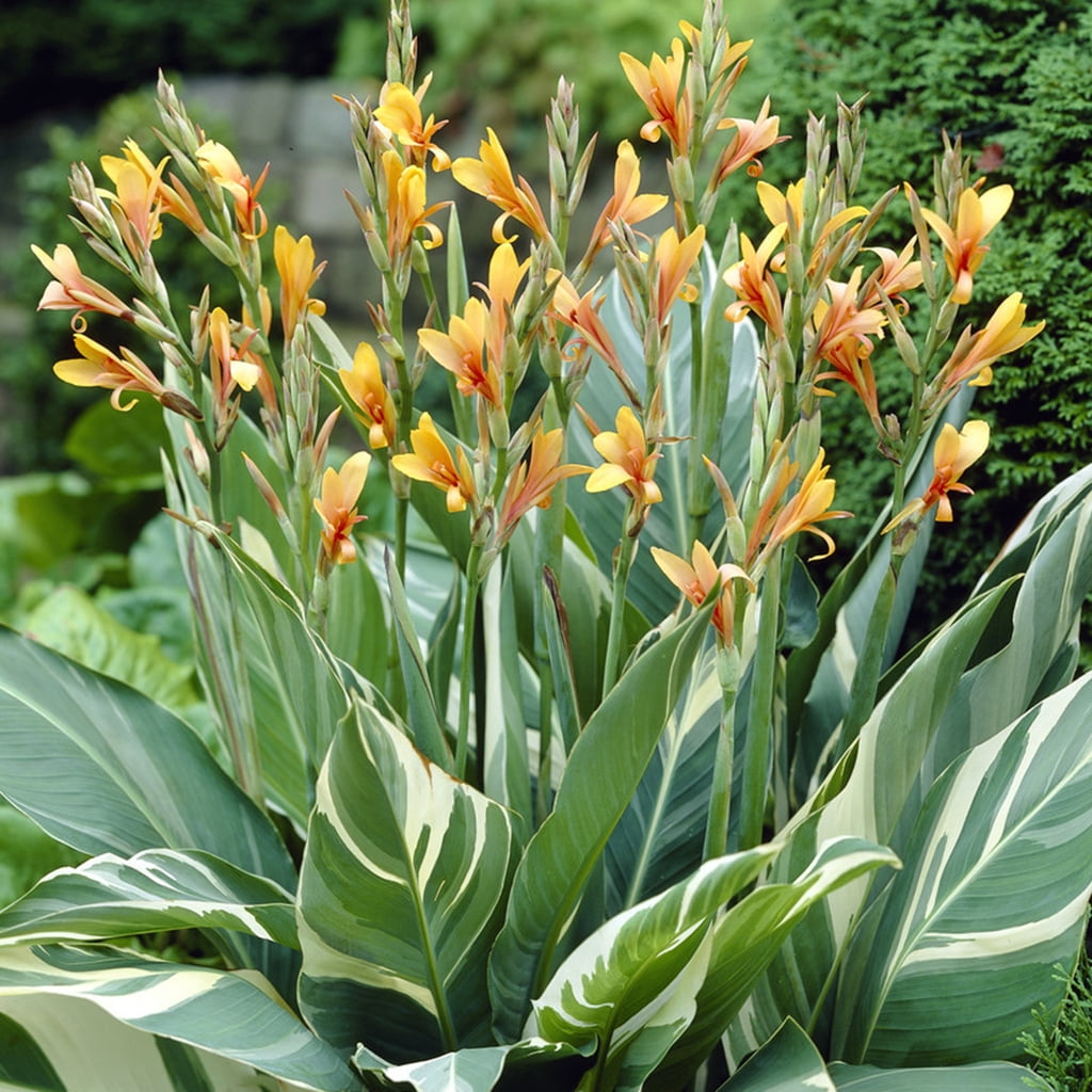 Van Zyverden Giant Cannas Stuttgart 5 Bulbs Orange Full Sun Annual Deer Resistant