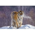 thumbnail image 2 of Zuckerman, Jim 18x13 Gold Ornate Wood Framed with Double Matting Museum Art Print Titled - China, Harbin Siberian tiger in winter, 2 of 4