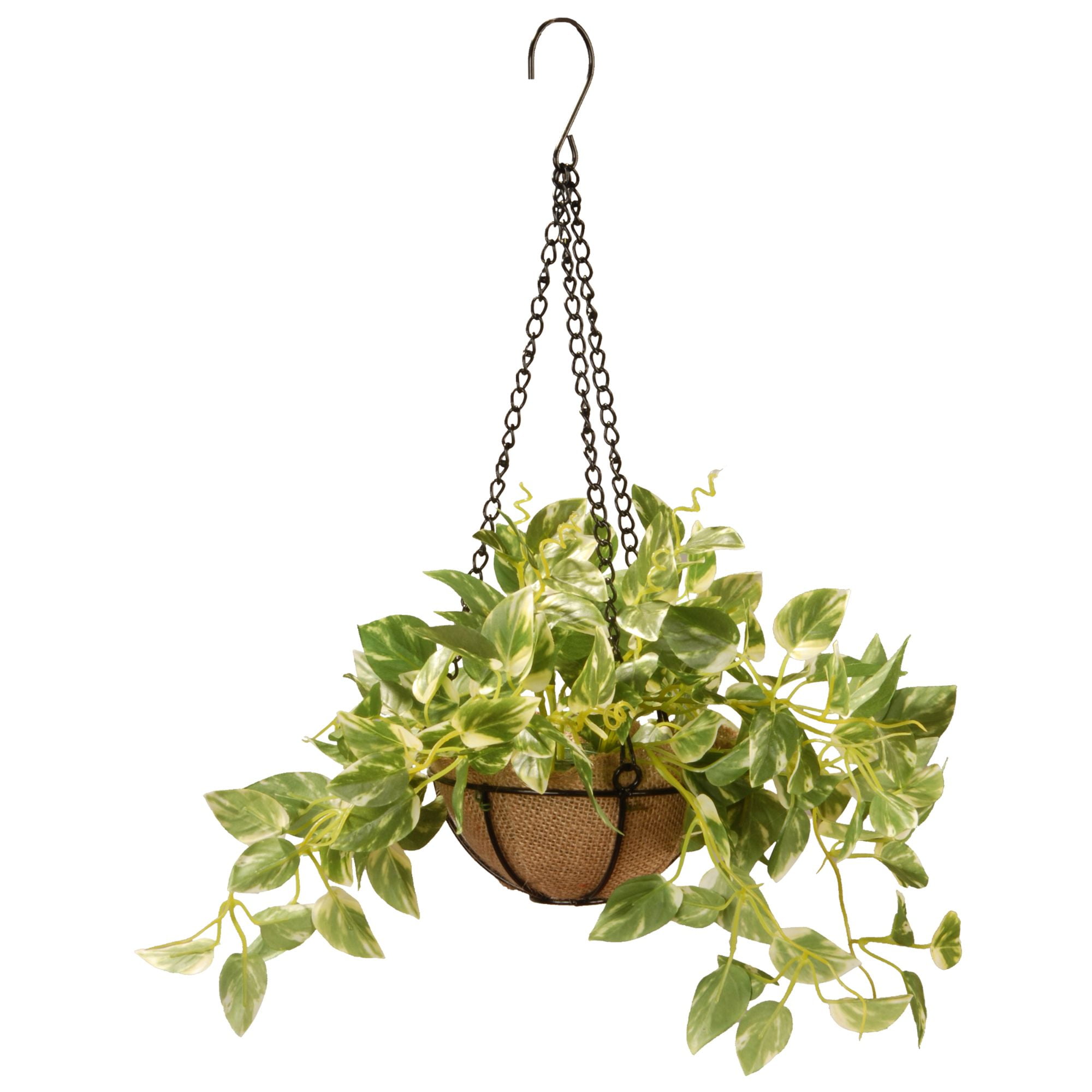 9" Pothos Plant Hanging Basket