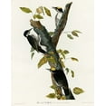 thumbnail image 2 of Vintage Apple Collection 20x24 Black Ornate Wood Framed with Double Matting Museum Art Print Titled - Three Toed Woodpecker, 2 of 4