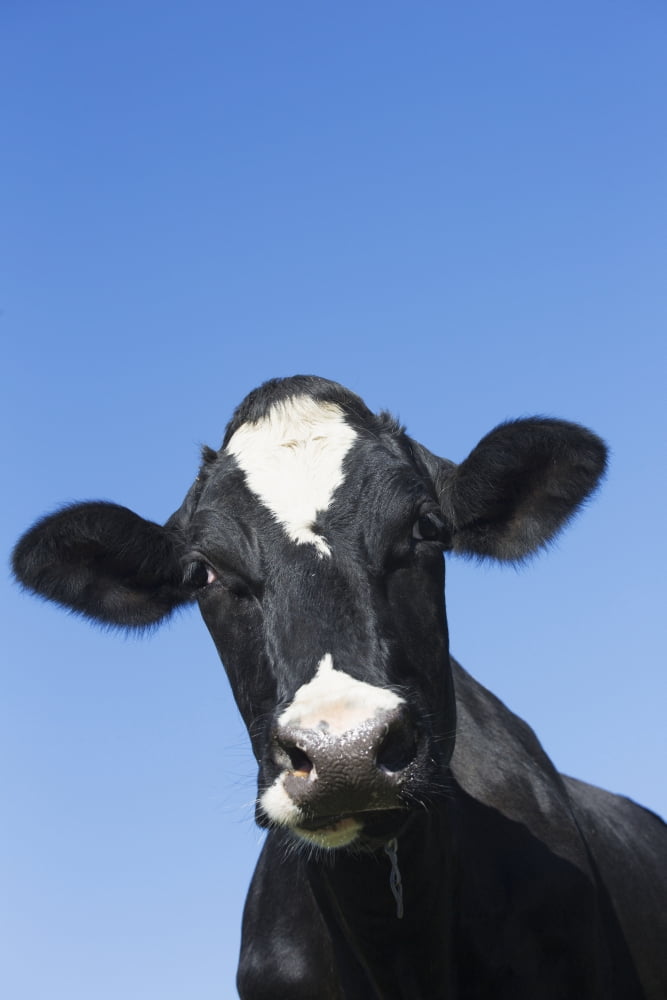 Holstein Dairy Cow