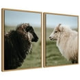 thumbnail image 4 of Kate and Laurel Sheeply in Love  Set of 2 18x24 Framed Canvas Wall Art Set  by Michael Schauer, Sylvie Natural, Farmhouse, Animals, Landscapes, Nature Art for Wall Decor, Living Room, Bedroom, 4 of 8