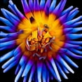 thumbnail image 3 of Bannon, Heidi 12x12 Black Modern Framed Museum Art Print Titled - Color Pop Deep, 3 of 5