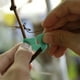 thumbnail image 5 of Verdant Touch Cinta verde reutilizable para plantas, correa de corbata de árbol verde, correa de cincha reutilizable para plantas verdes para interiores y exteriores, patio, plantas, árboles,, 5 of 7