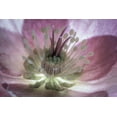 thumbnail image 2 of Jaynes Gallery 24x17 Gold Ornate Wood Framed with Double Matting Museum Art Print Titled - Washington State-Seabeck Hellebore blossom close-up, 2 of 4