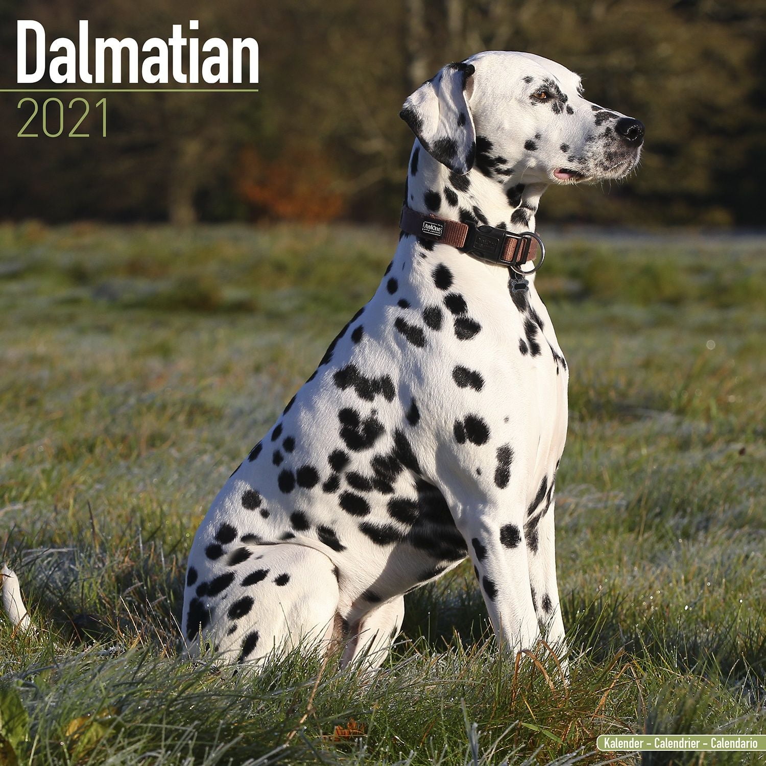 Dalmatian Calendar 2021 - Dalmatian Dog Breed Calendar - Dalmatians